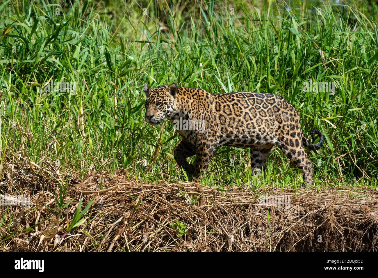 Jaguar (Panthera onca), Pantanal, Mato Grosso, Brazil, South America Stock Photo