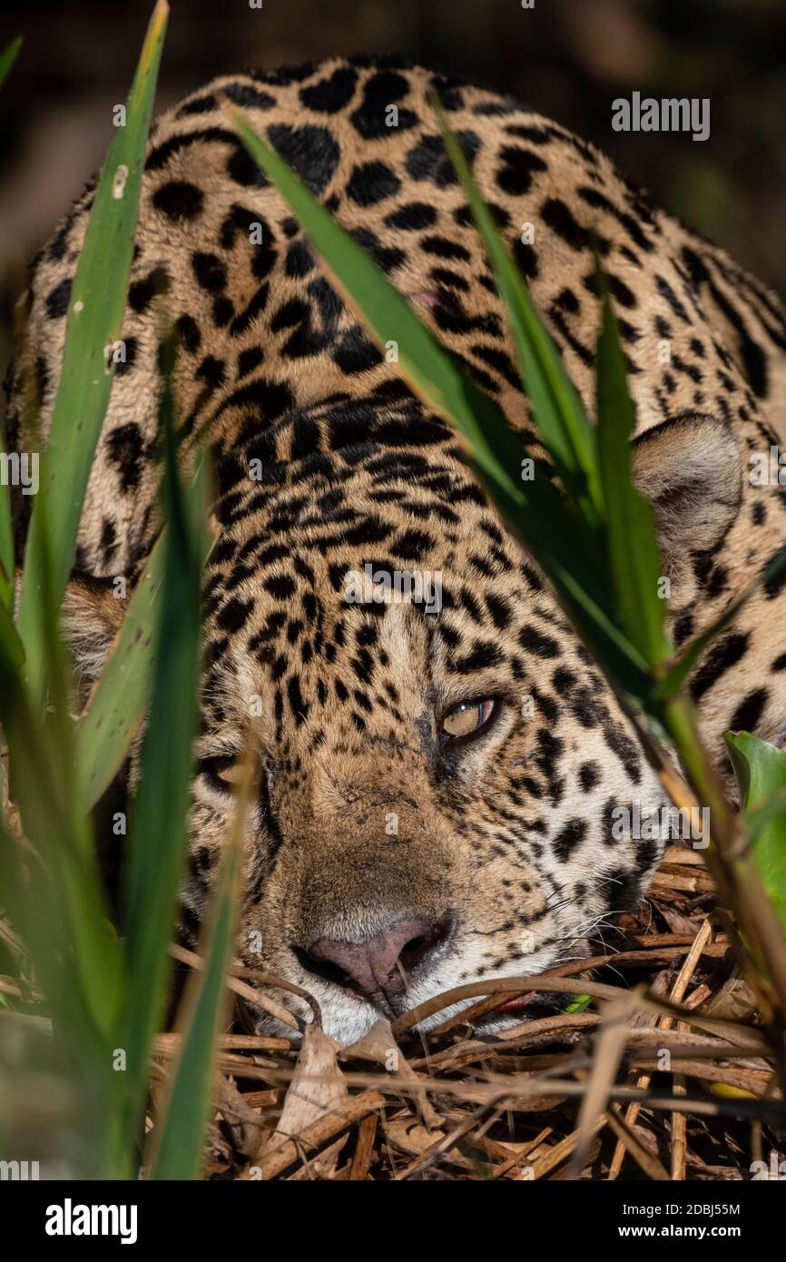 Jaguar (Panthera onca), Pantanal, Mato Grosso, Brazil, South America Stock Photo