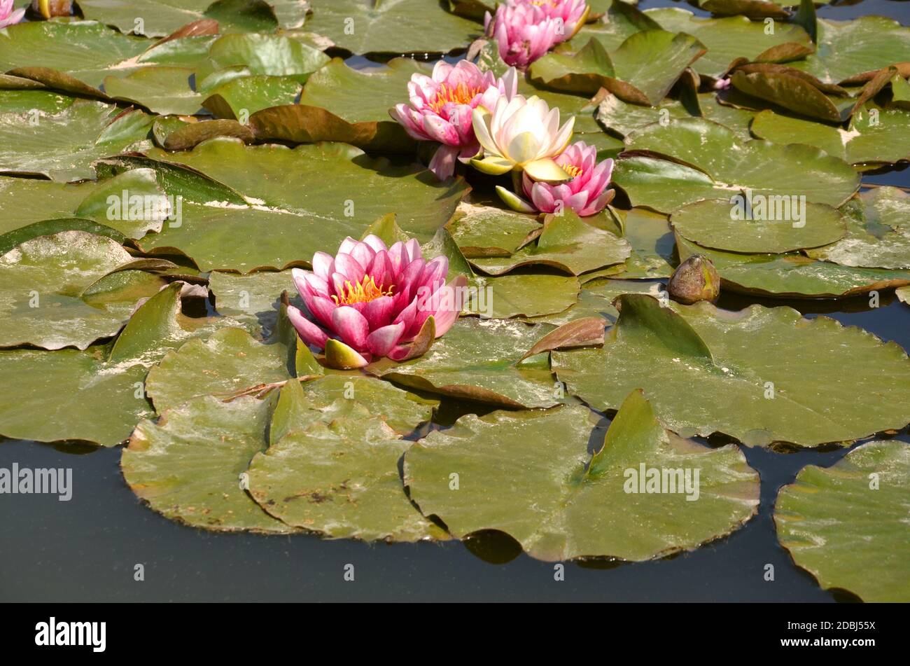 red blooming water lilies in a pond Stock Photo Alamy