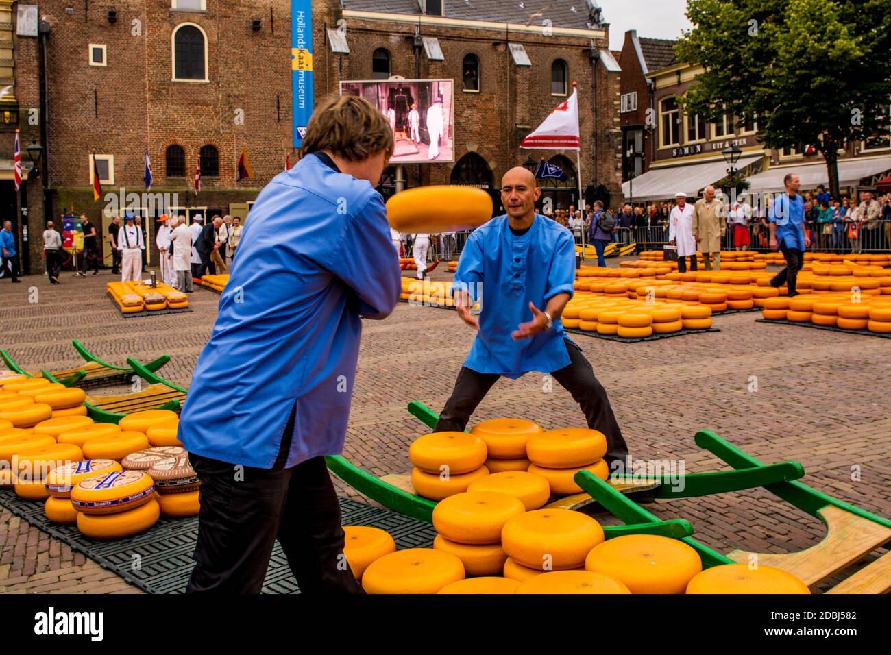 Loading Gouda onto cheese barrows, Alkmaar cheese market, Alkmaar