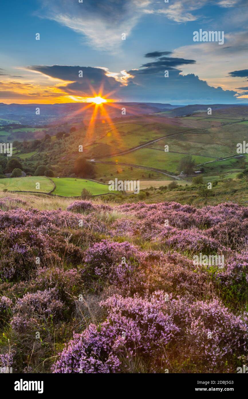 View of flowering heather on Stanage Edge and Hope Valley at sunset, Hathersage, Peak District National Park, Derbyshire, England, United Kingdom Stock Photo
