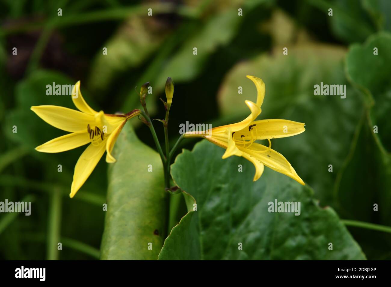 yellow lilies Stock Photo