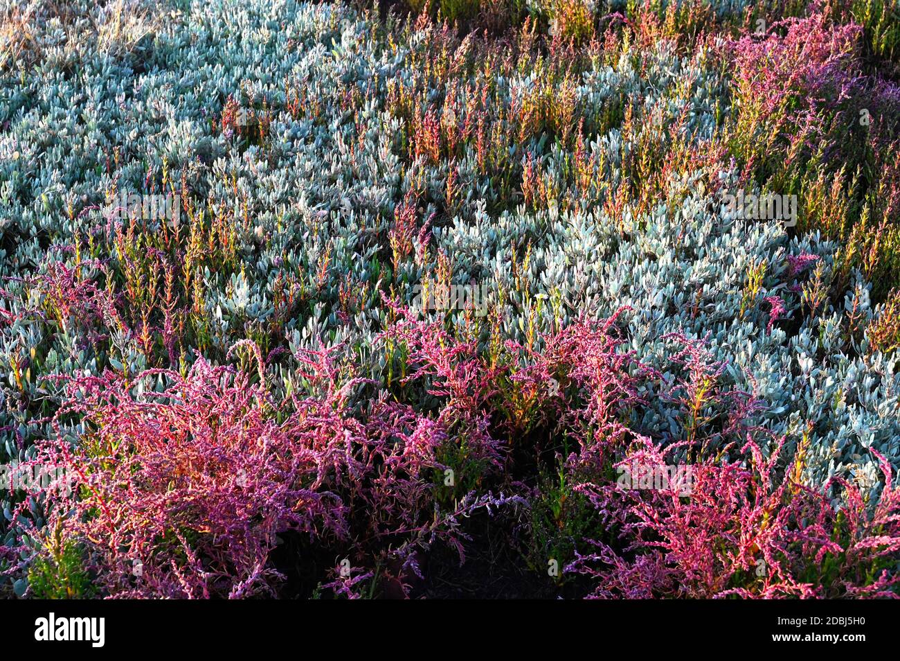 Sea Lavender and various beautiful coloured heathers growing wild in the sand dunes behind the beach at Walberswick, Suffolk, England, United Kingdom Stock Photo