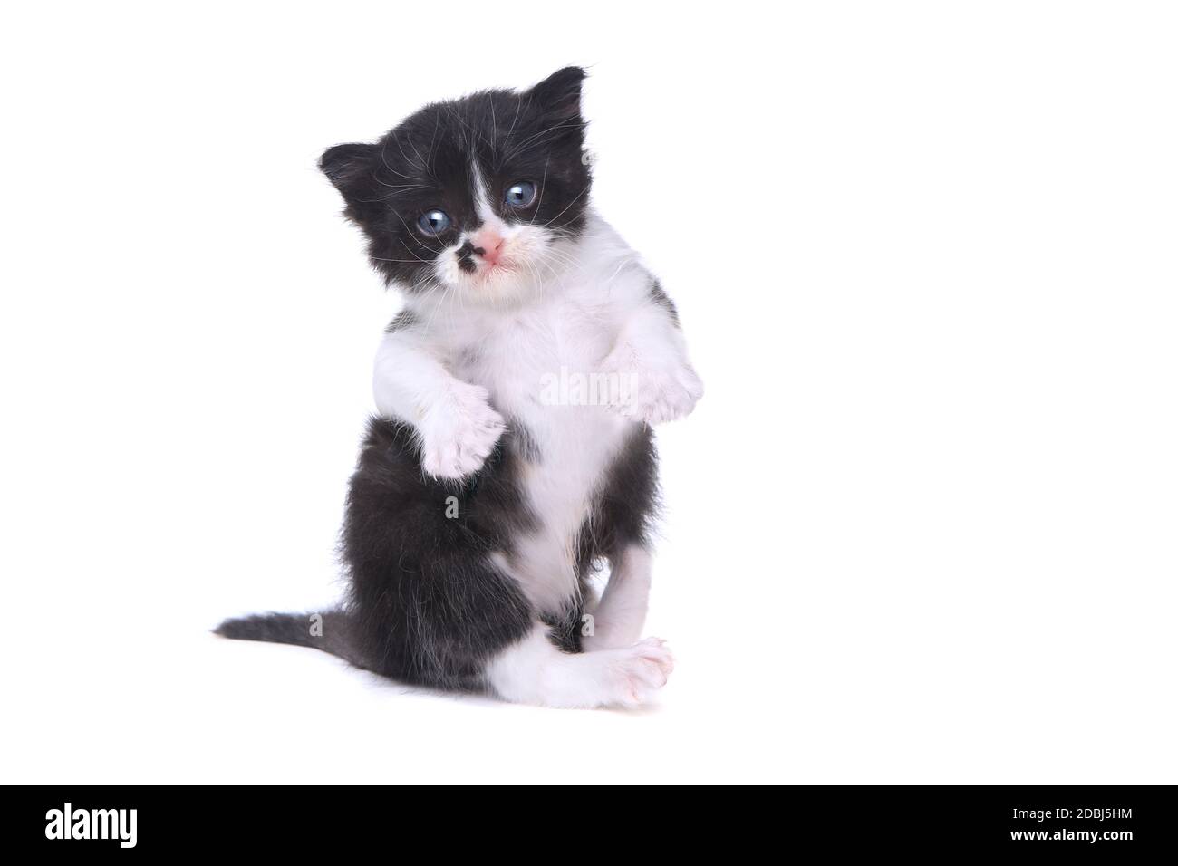 Adorable Baby Tuxedo Style Kitten On White Background Stock Photo Alamy