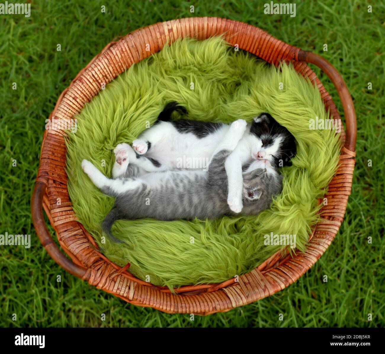 Cute Little Kittens Outdoors in Natural Light Stock Photo - Alamy