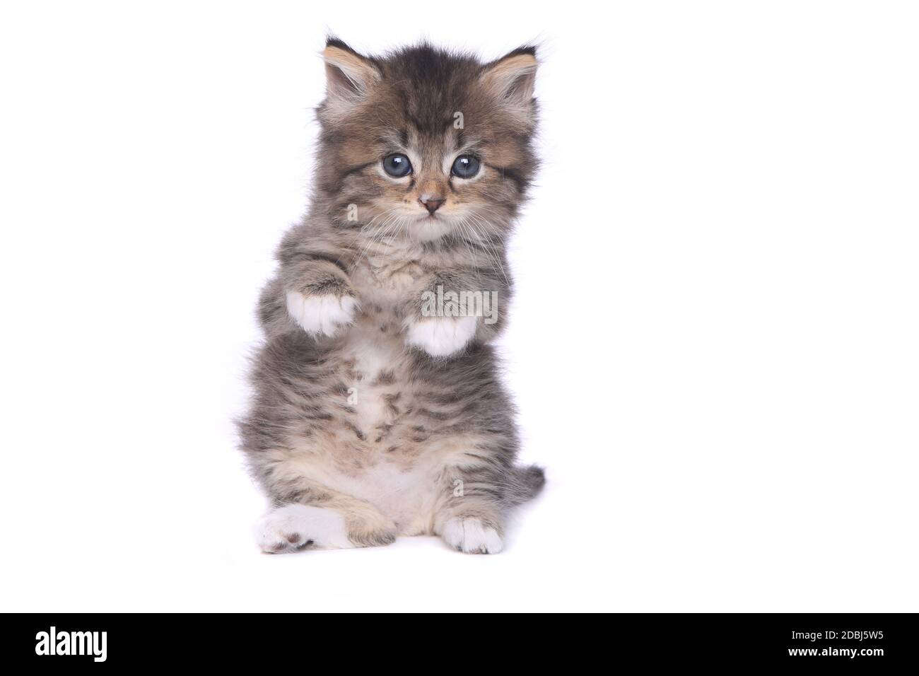 Adorable Tiny 4 Week Old Kitten on White Background Stock Photo
