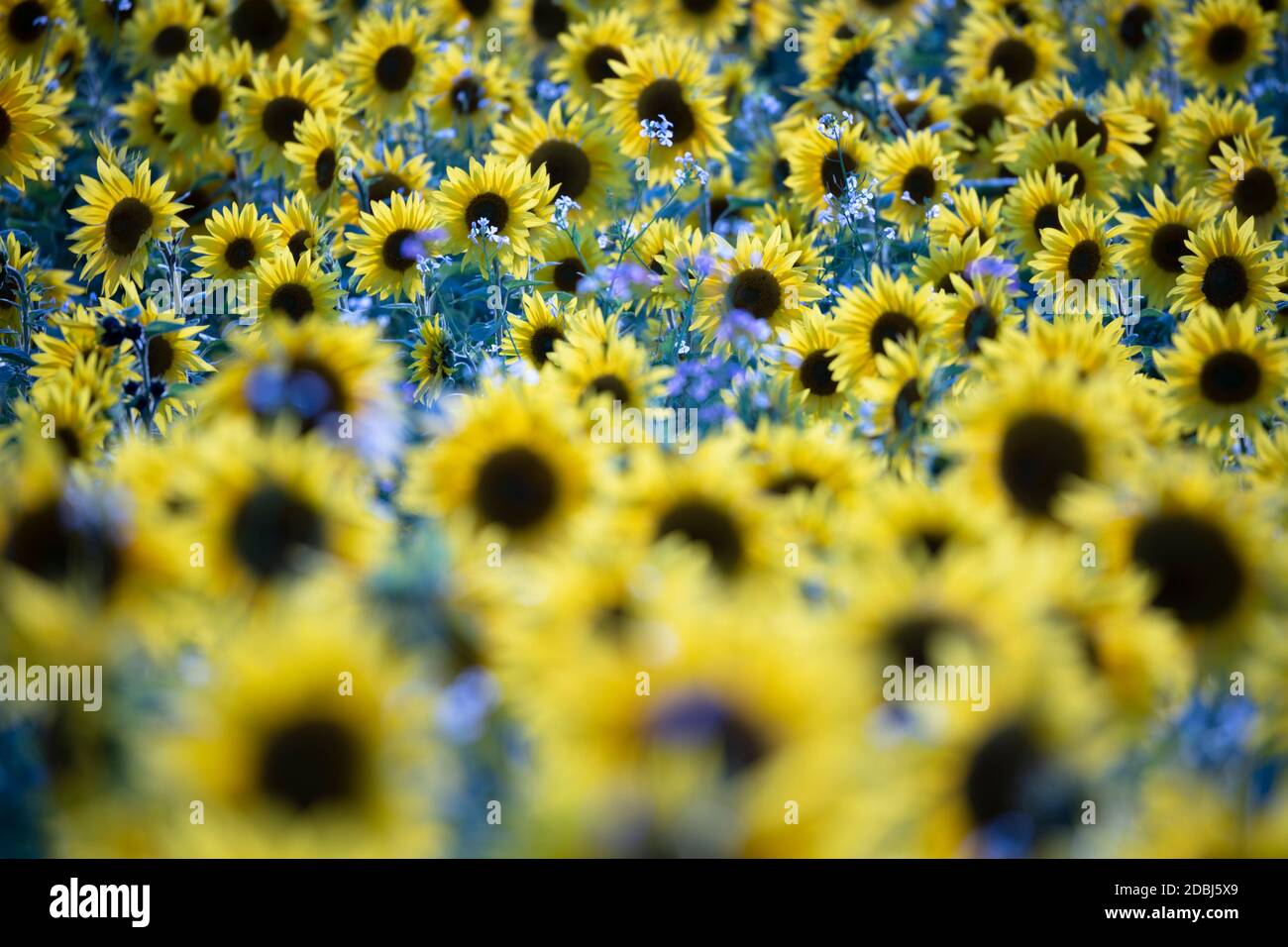 Field full of yellow sunflowers, Newbury, West Berkshire, England, United Kingdom, Europe Stock Photo