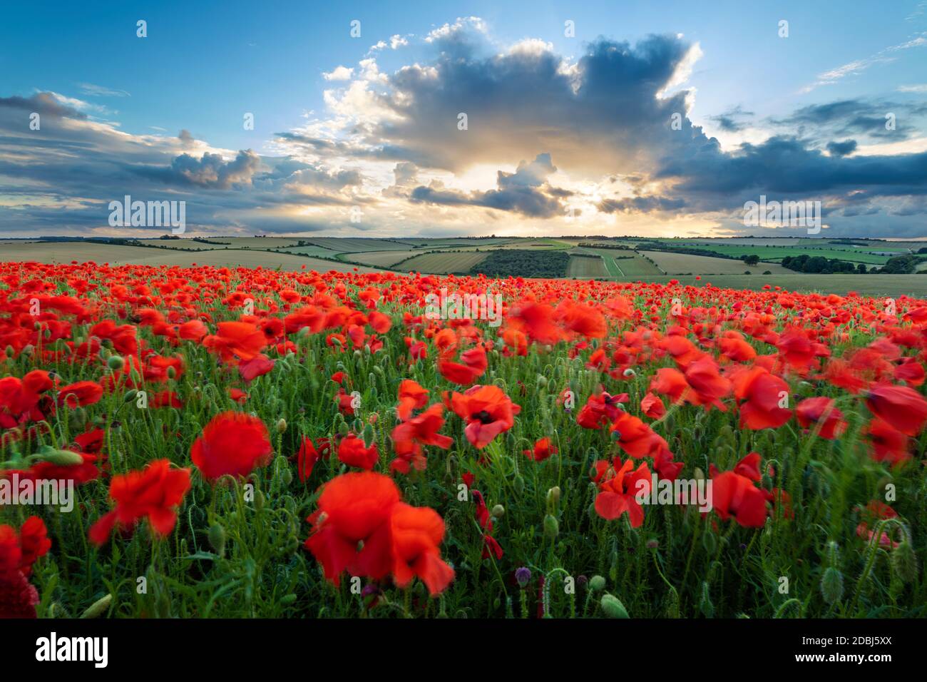 Mass of red poppies growing in field in Lambourn Valley at sunset, East Garston, West Berkshire, England, United Kingdom, Europe Stock Photo
