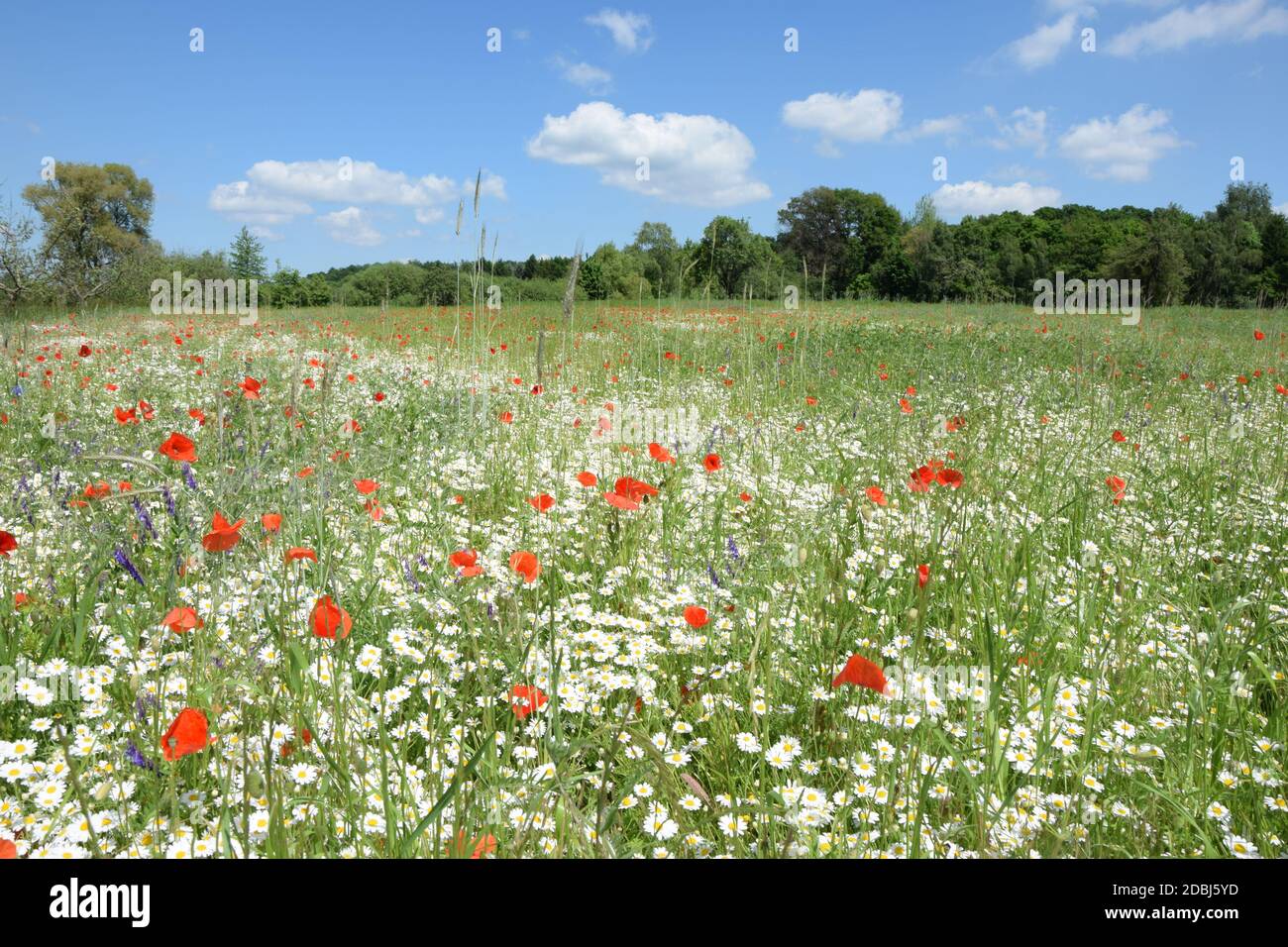 Shrub field hi-res stock photography and images - Alamy