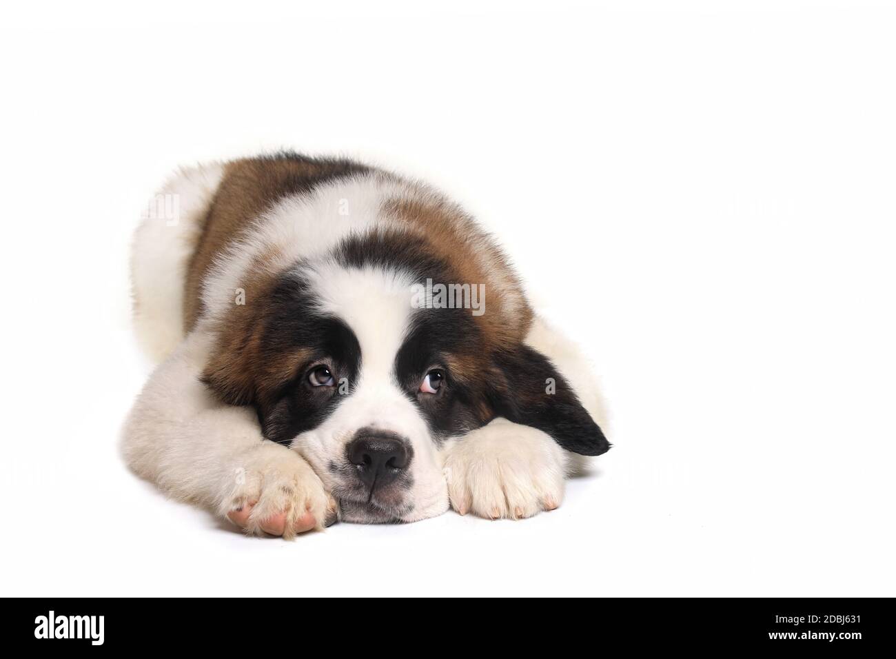 Adorable Saint Bernard Puppy With Sweet Expression Stock Photo
