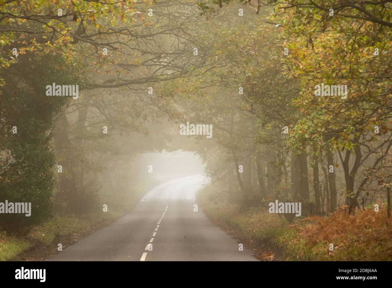 Misty morning on Haywood Oaks Lane in Blidworth, Nottinghamshire