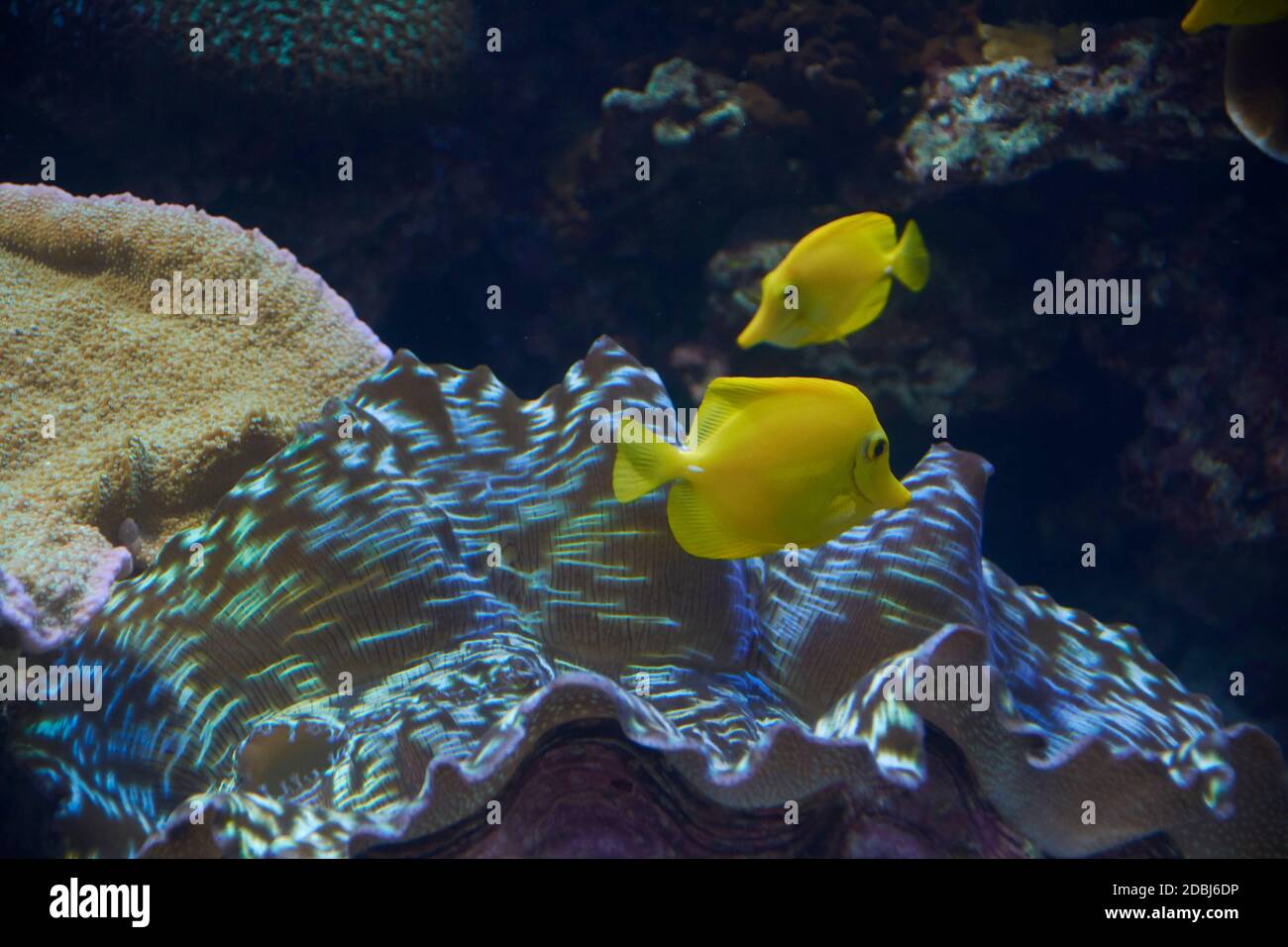 Two small yellow fish in the ocean, two,, shiny, rocks, algae Stock Photo