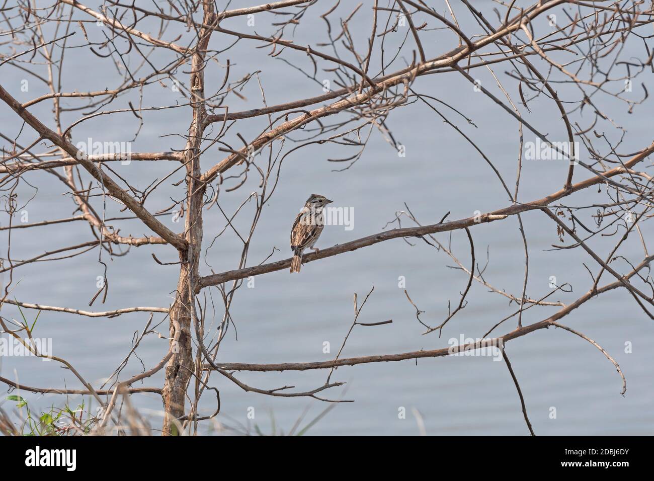 Vesper Sparrow Singing in a Tree in the San Bernard Wildlife Refuge in ...