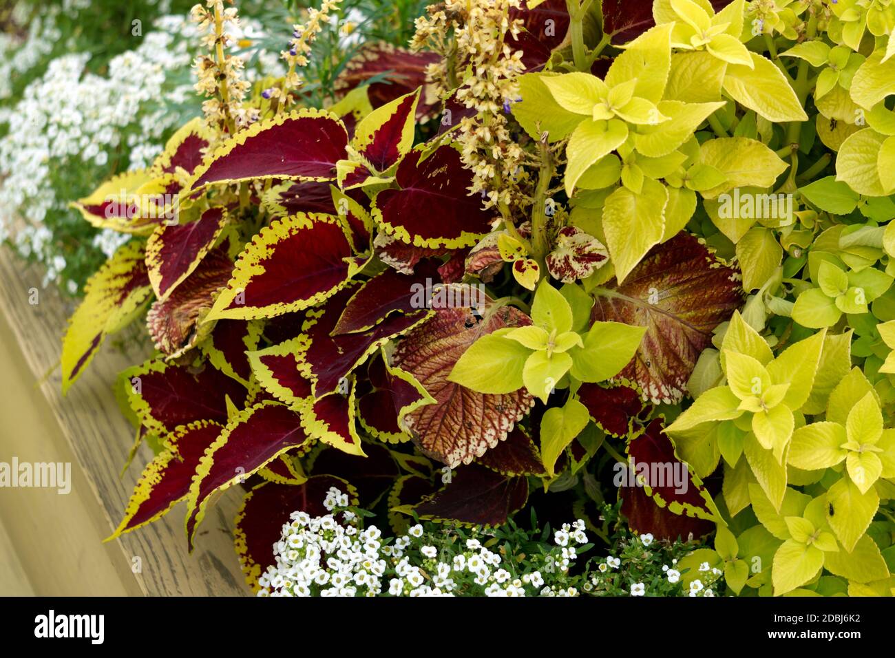 Two types of decorative dioecious nettle in a flower pot Stock Photo