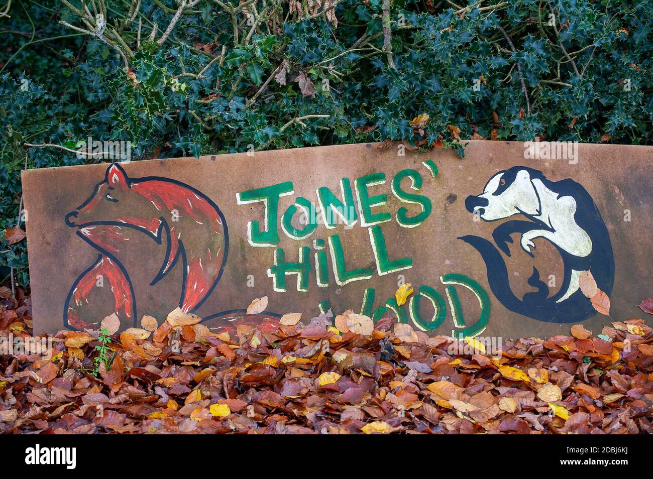 Aylesbury Vale, Buckinghamshire, UK. 17th November, 2020. Autumn leaves fall on part of Jones Hill Wood possibly for the last time. The Woodland Trust have issued a press release asking for an immediate pause on work at the wood to said that they have “grave concerns” that ancient woodland due for imminent destruction by HS2 Ltd might be felled without proper survey work to identify bat roosts, and without the proper licences required by law. Credit: Maureen McLean/Alamy Live News Stock Photo