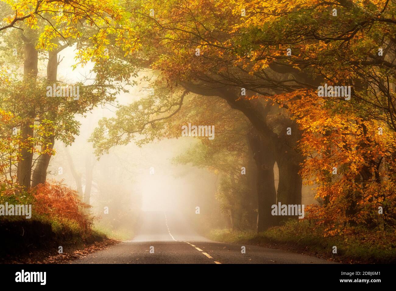 Misty morning on Haywood Oaks Lane in Blidworth, Nottinghamshire