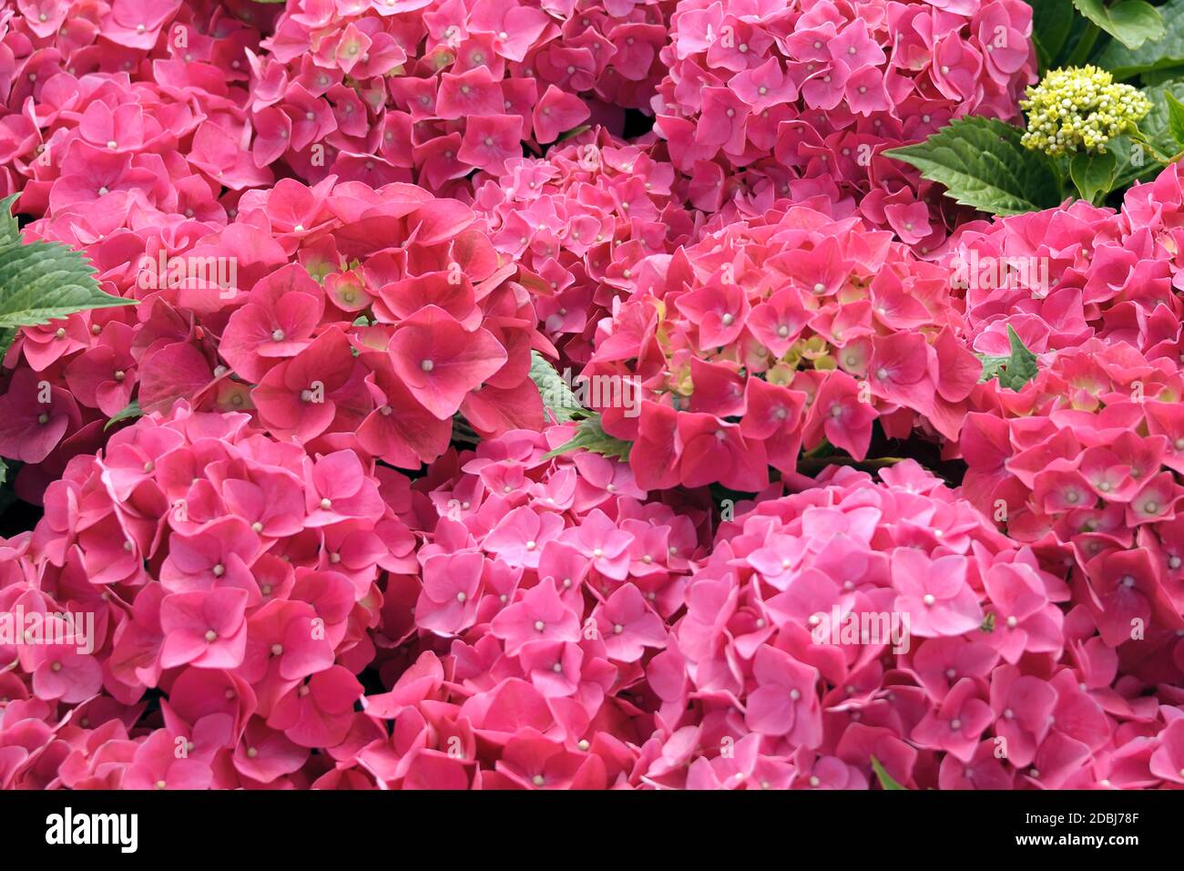 Garten-Hortensie (Hydrangea macrophylla 'Leuchtfeuer') Stock Photo