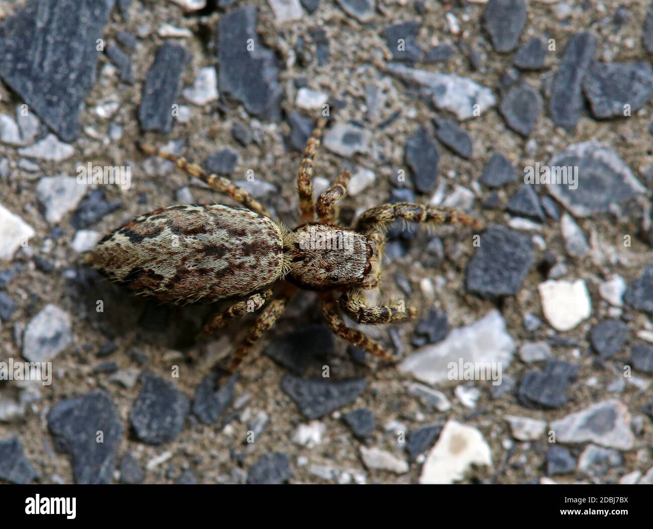 Spring spider Marpissa spec Stock Photo
