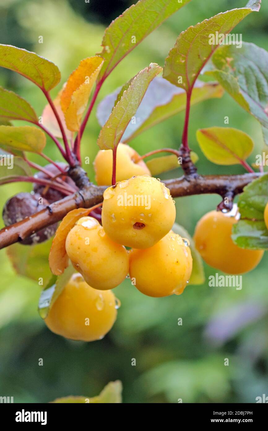 Zier-Apfel (Malus 'Butterball') Stock Photo