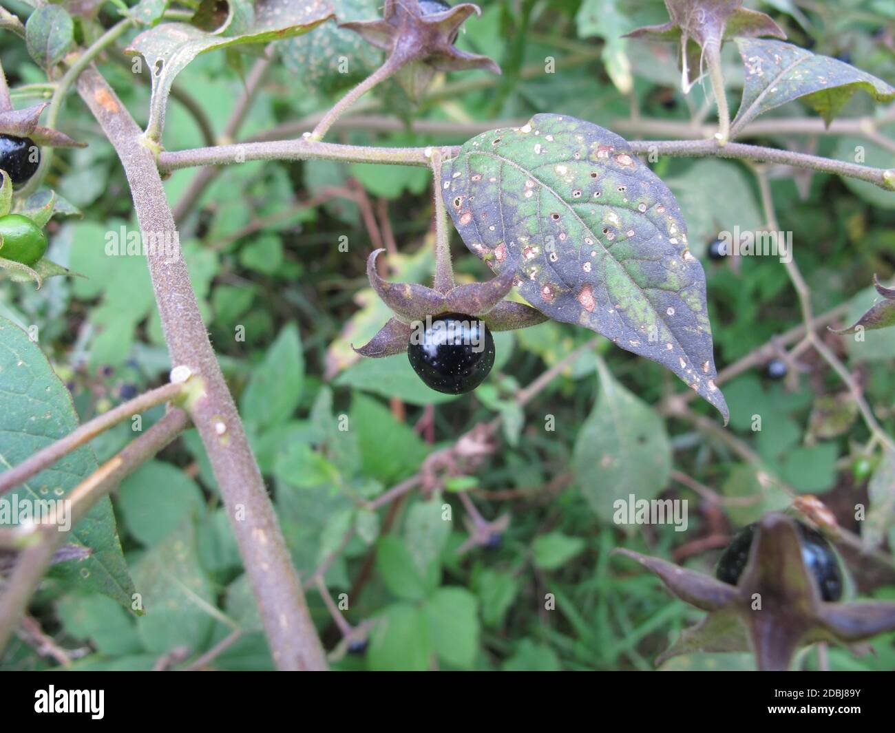 Belladonna with black fruits in the forest Stock Photo