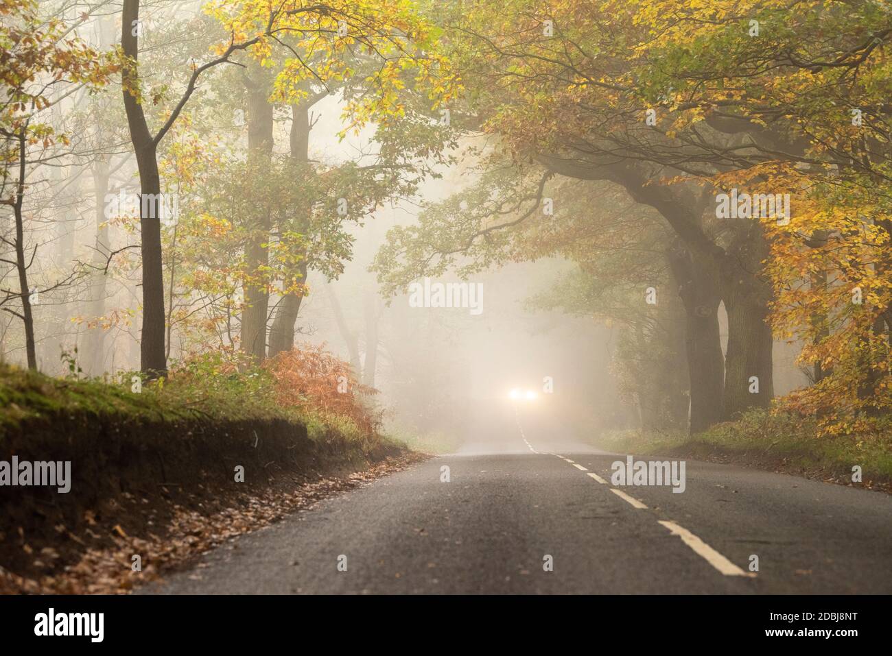 Misty morning on Haywood Oaks Lane in Blidworth, Nottinghamshire