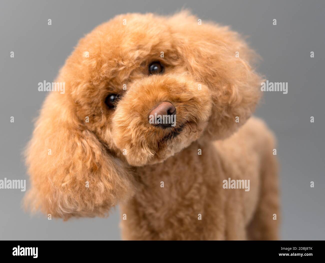 A toy poodle puppy stares innocently at the camera Stock Photo - Alamy