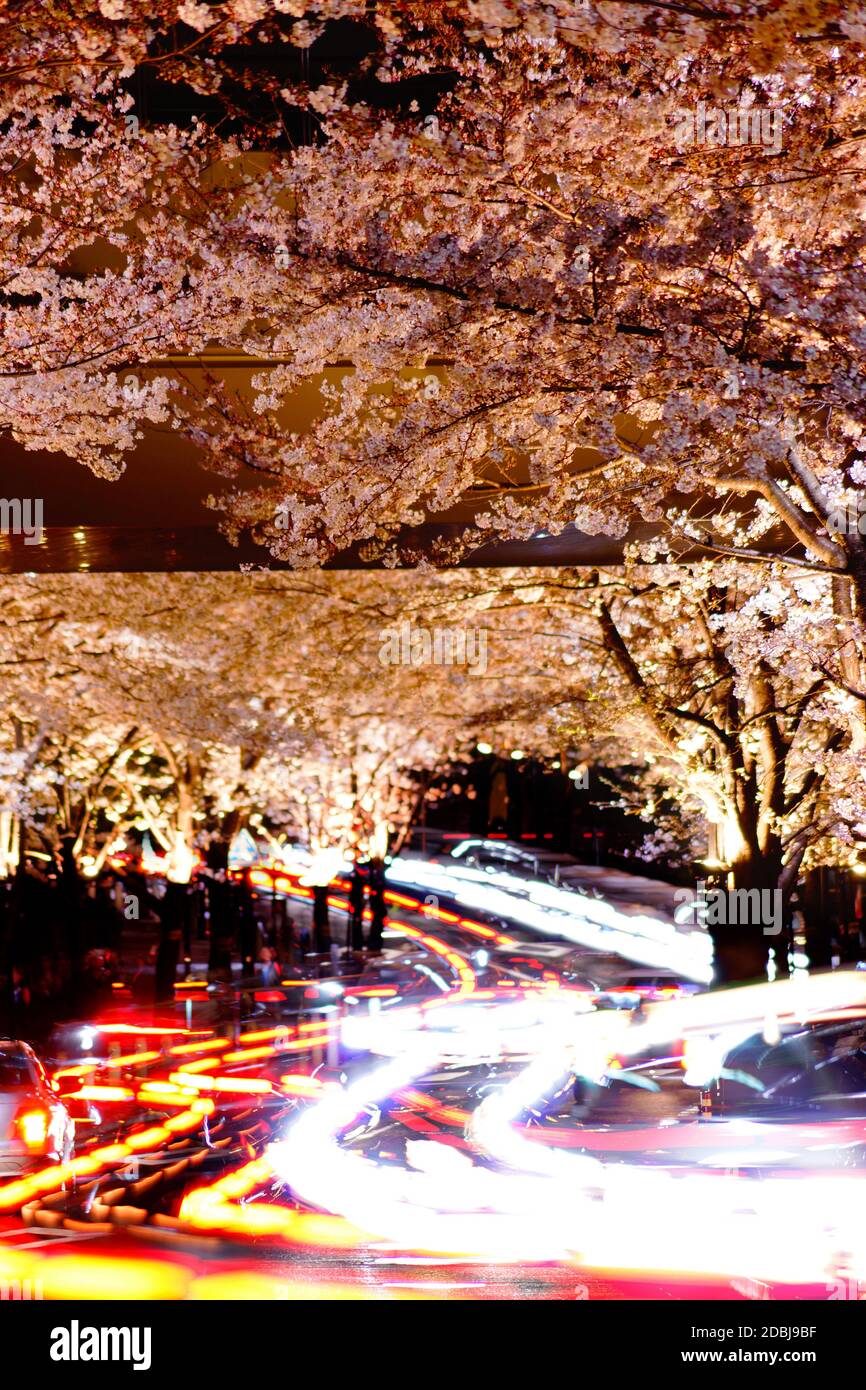 Tunnel of cherry blossoms. Shooting Location Tokyo metropolitan area