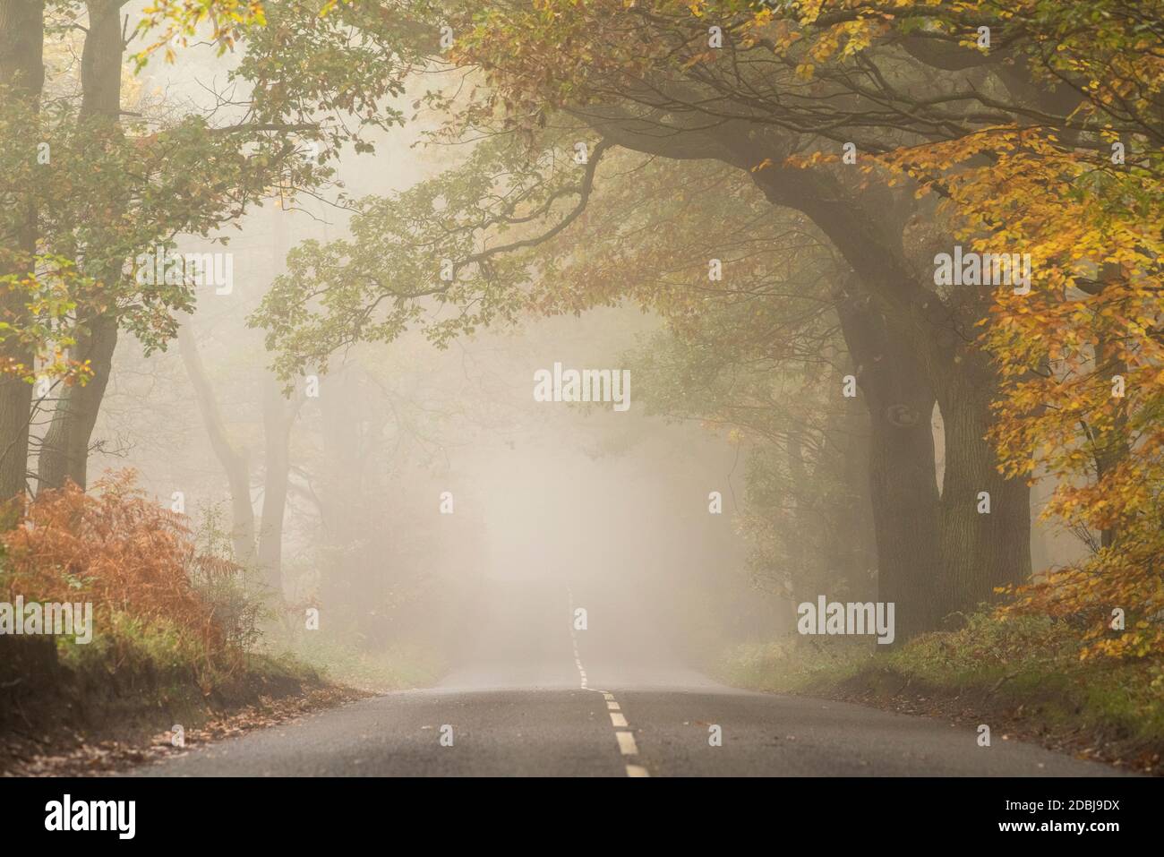 Misty morning on Haywood Oaks Lane in Blidworth, Nottinghamshire