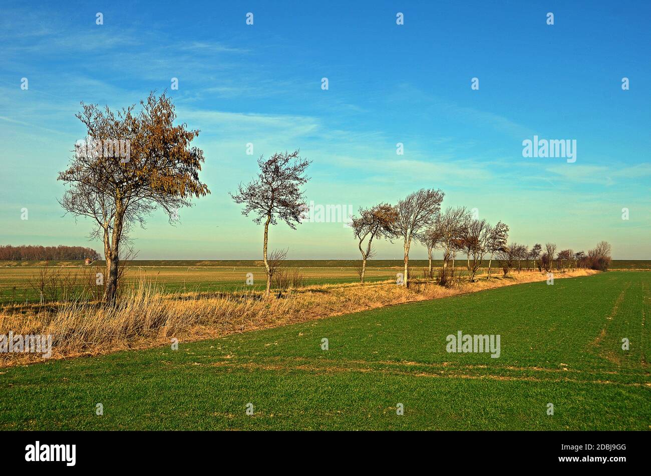 Landscape trees hi-res stock photography and images - Alamy