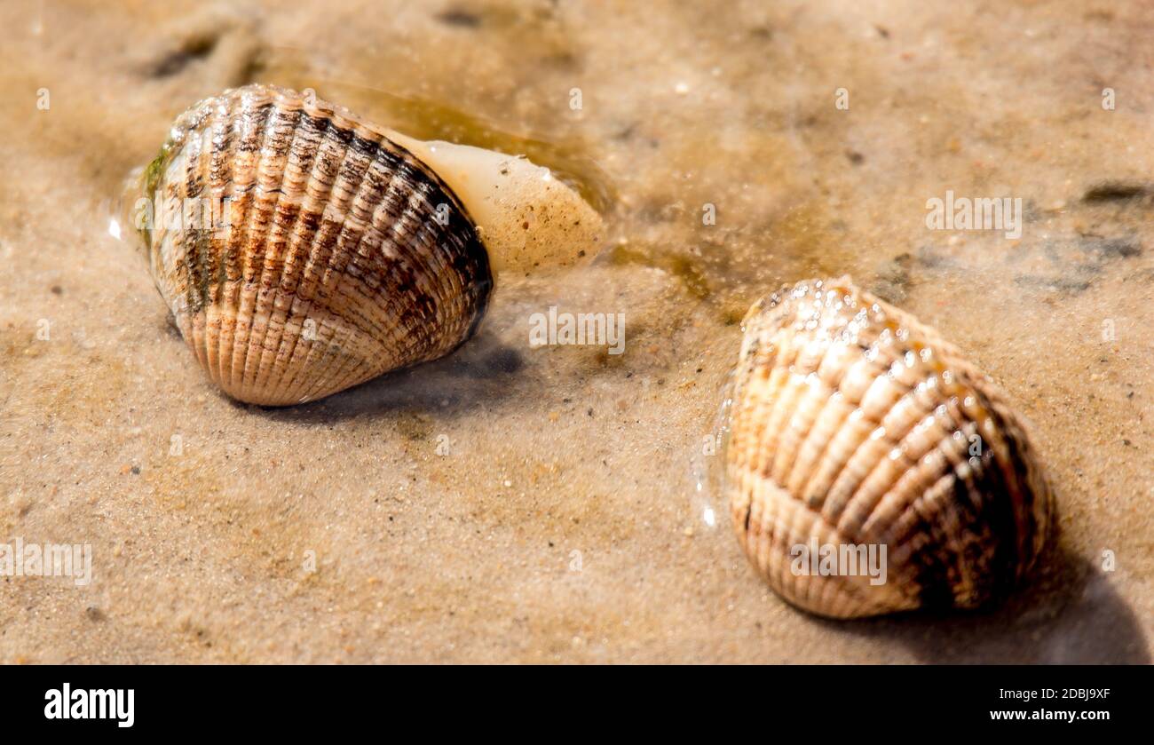 Shells in the wadden sea Stock Photo