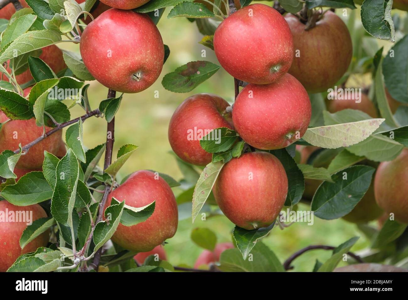 Malus domestica rosaceae hi-res stock photography and images - Page 8 -  Alamy