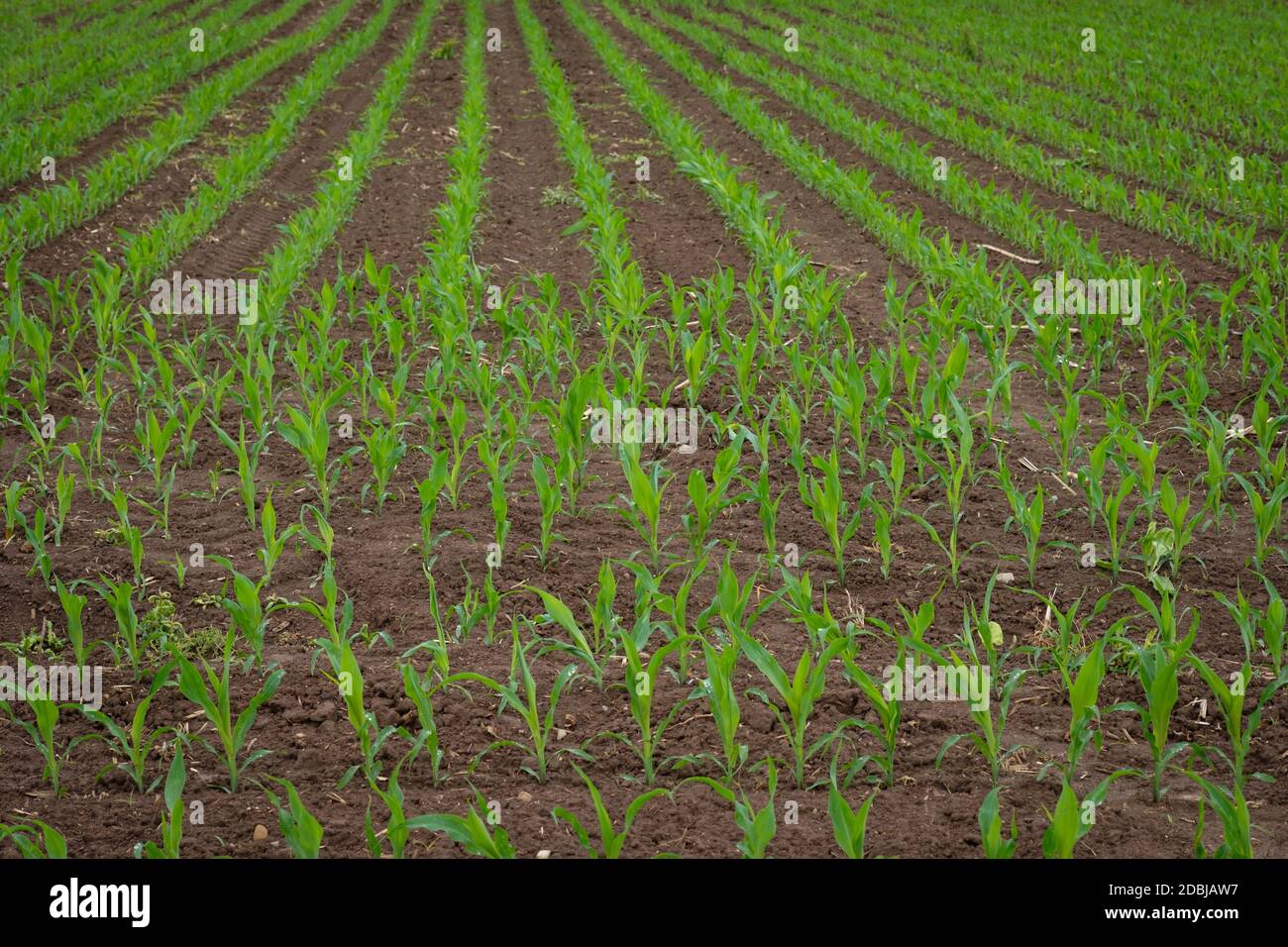Corn plants sprout grow in hi-res stock photography and images - Alamy