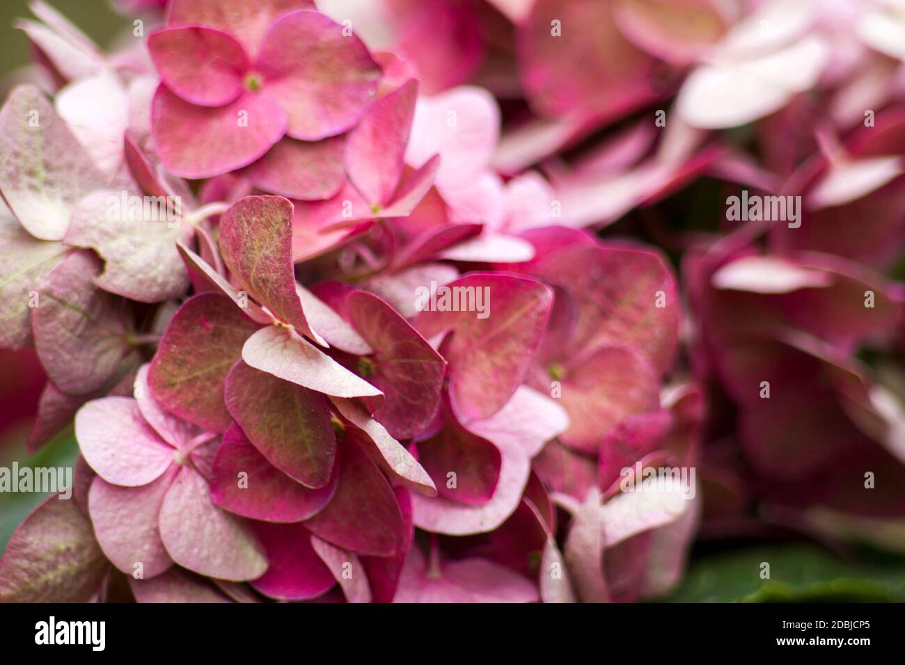 pink hortensia flowers - close up Stock Photo - Alamy
