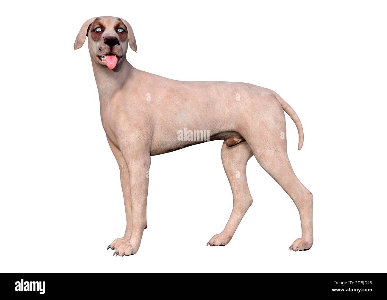 3D rendering of a crossbreed dog isolated on white background Stock ...