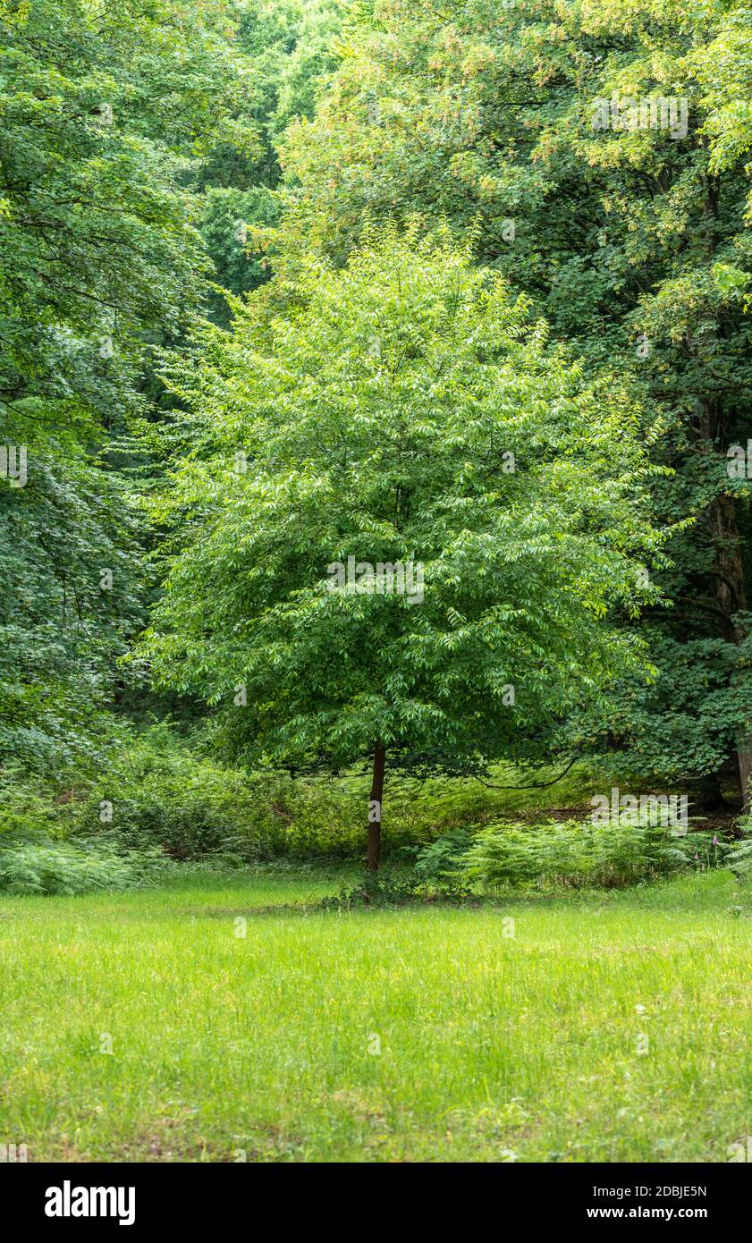 Single deciduous tree Stock Photo