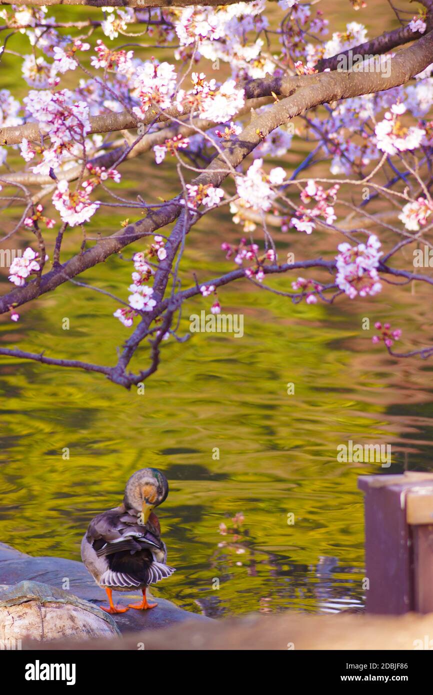 Sakura and duck image Stock Photo