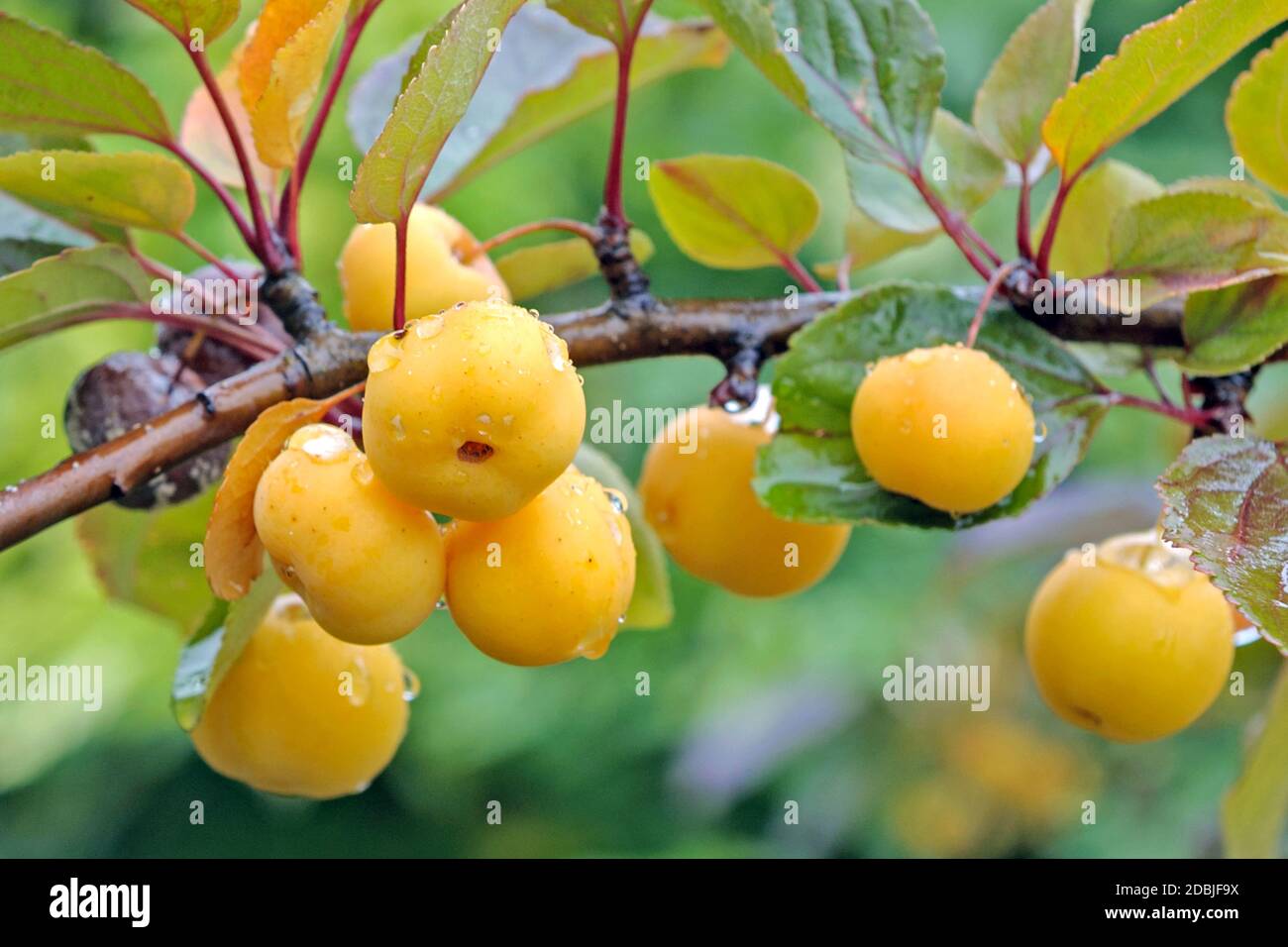 Zier-Apfel (Malus 'Butterball') Stock Photo