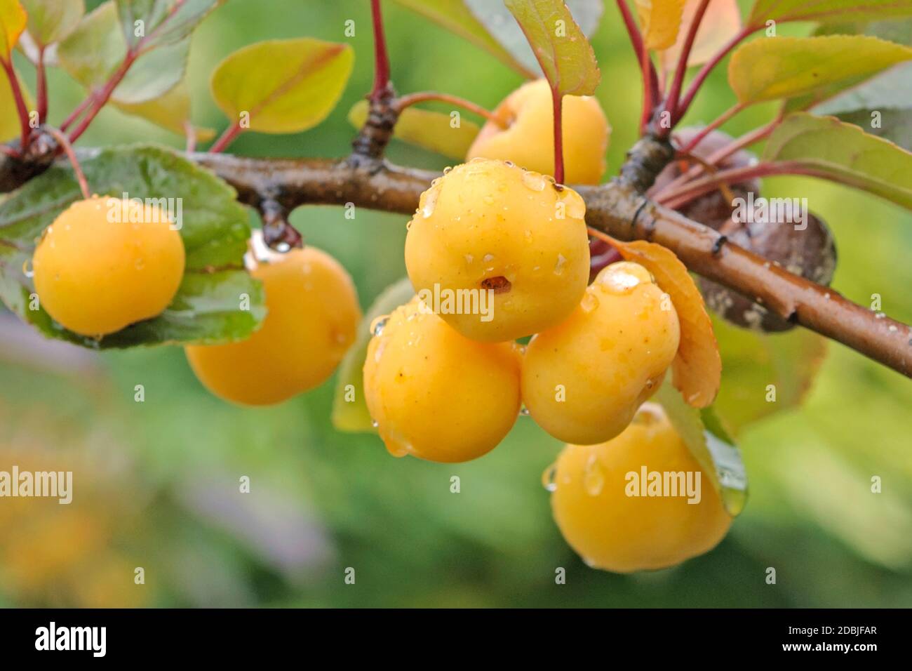 Zier-Apfel (Malus 'Butterball') Stock Photo