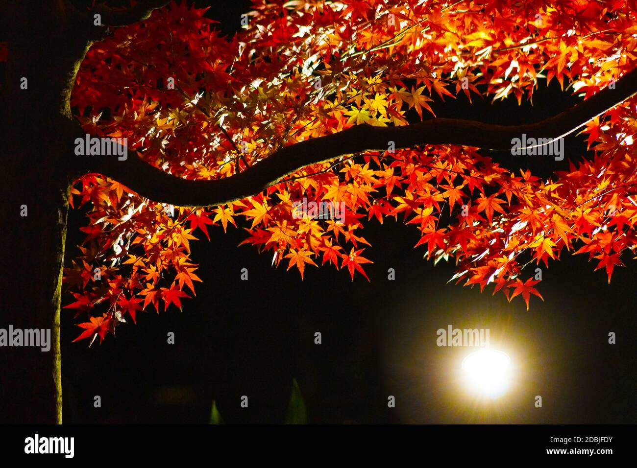 Autumn leaves that are illuminated by the light Stock Photo