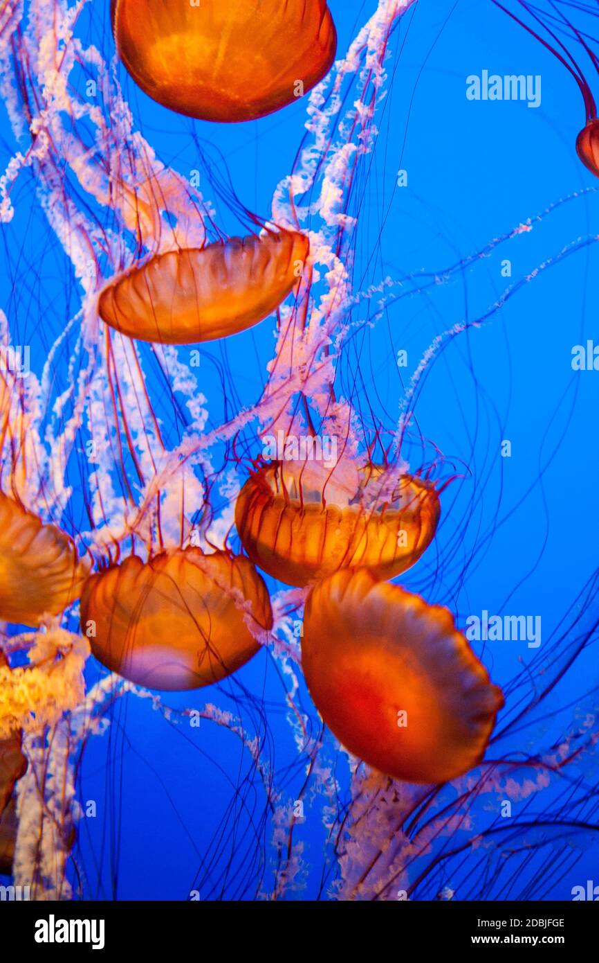 Jellyfish With a Blue Background in aquarium Stock Photo - Alamy