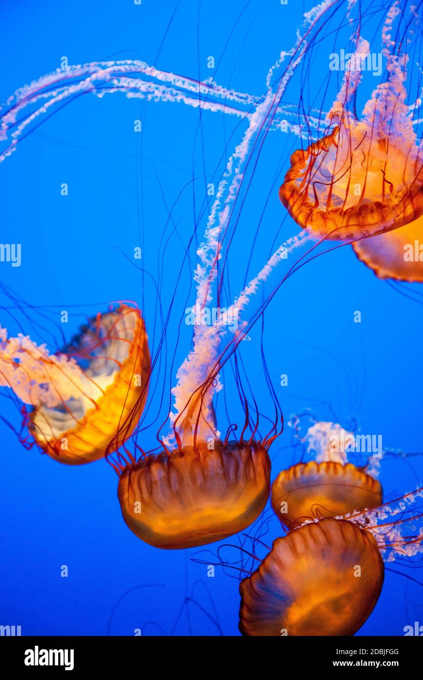 Jellyfish With a Blue Background in aquarium Stock Photo - Alamy