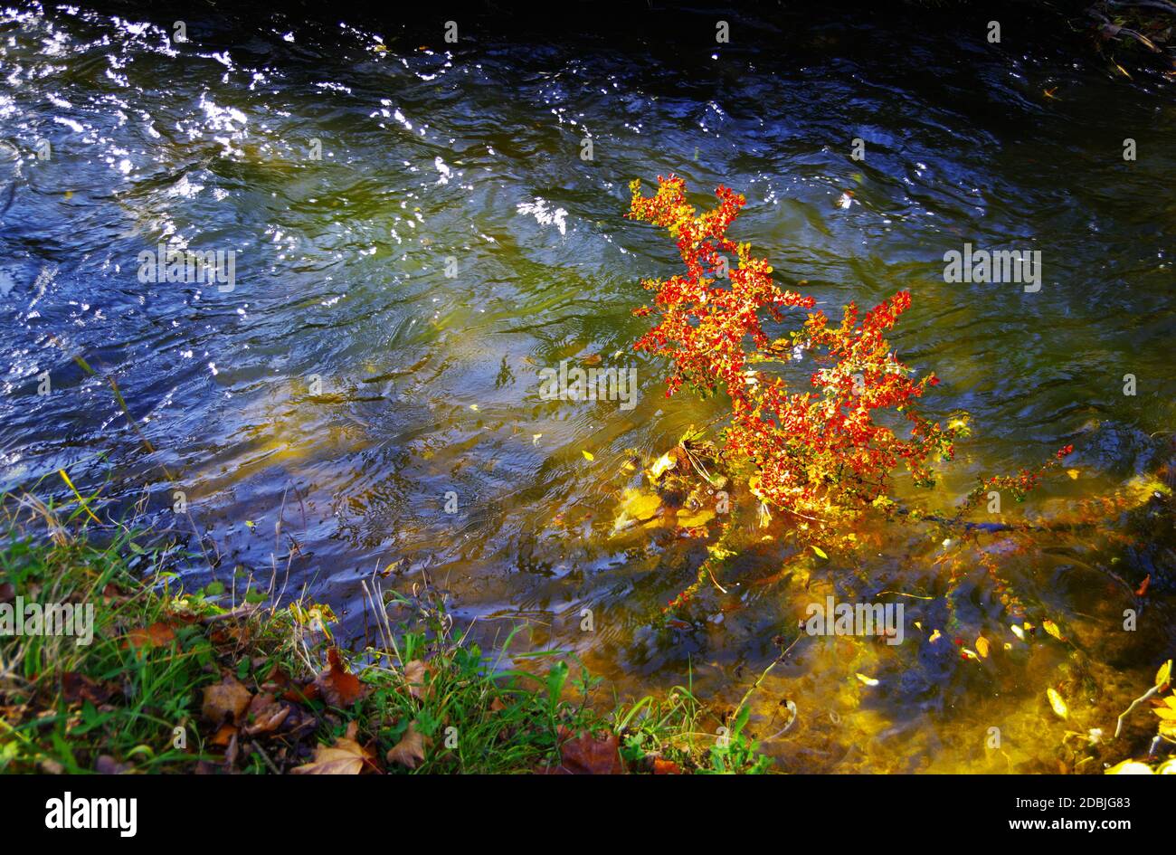 Branch with bright red autumn leaves hangs over a stream Stock Photo