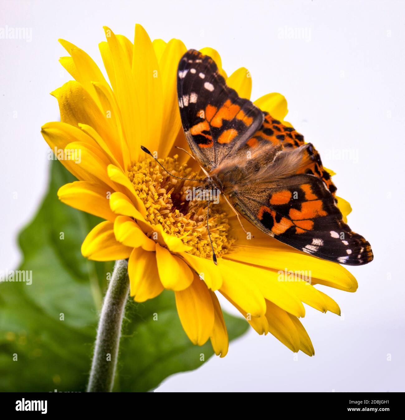 Painted Lady Butterfly on a Gerbera Daisy Stock Photo