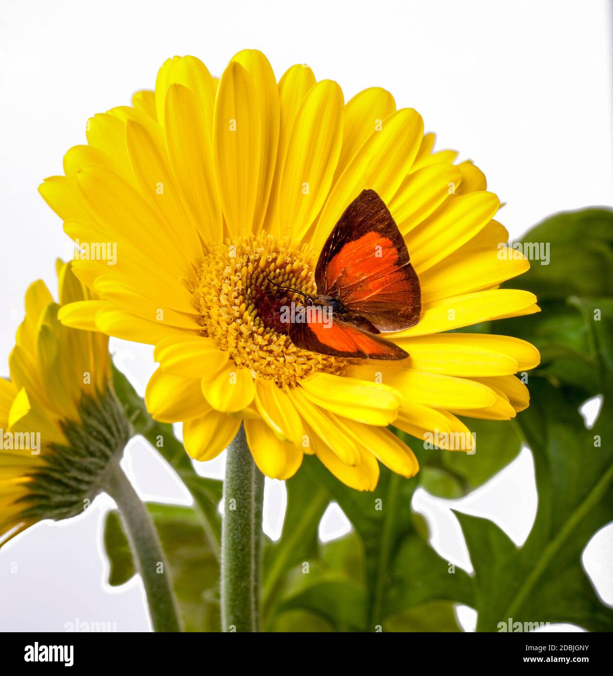Sunbin Butterfly on a Yellow Gerbera Daisy Stock Photo