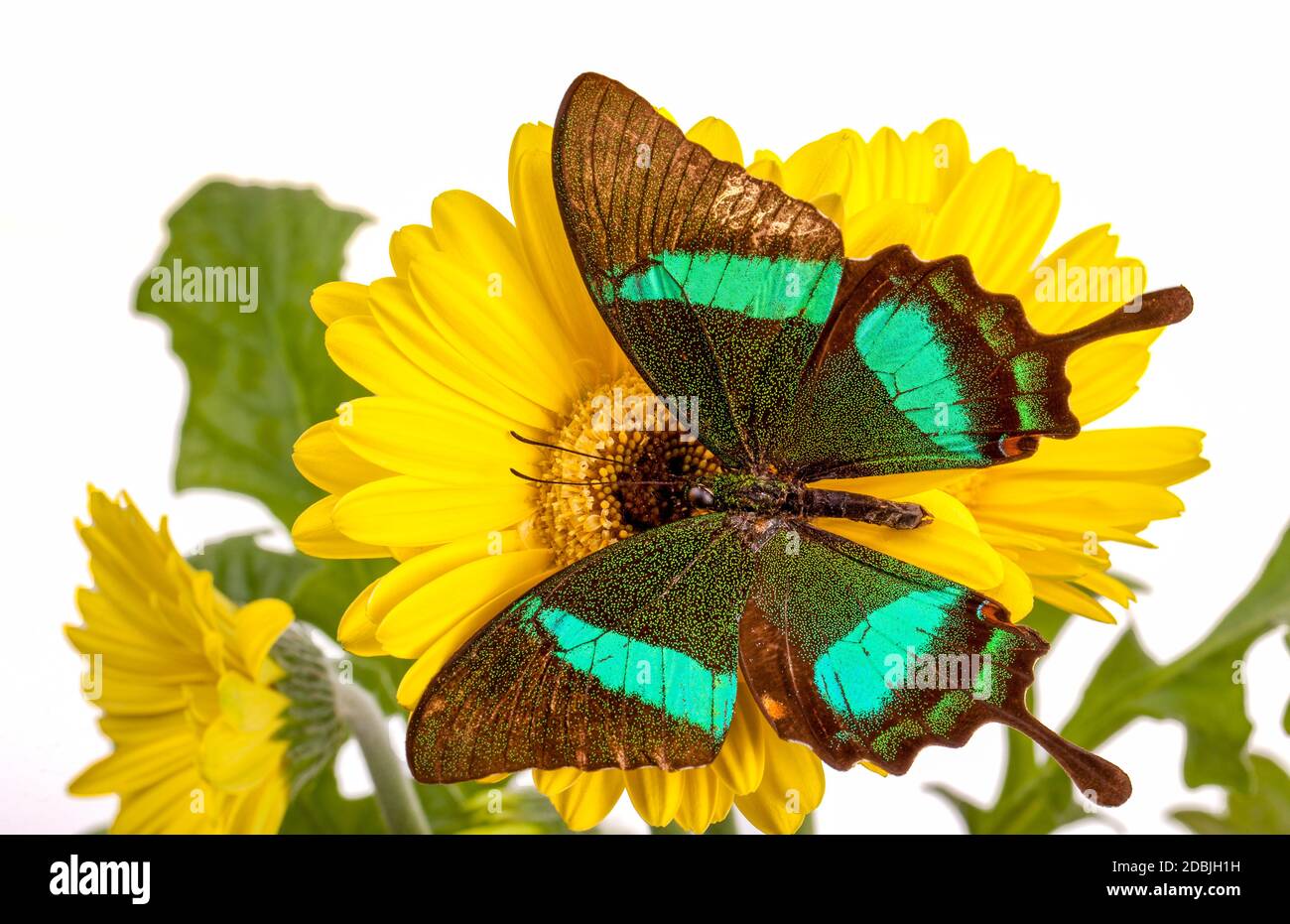 Emerald Swallowtail Butterfly on a Yellow Daisy Stock Photo