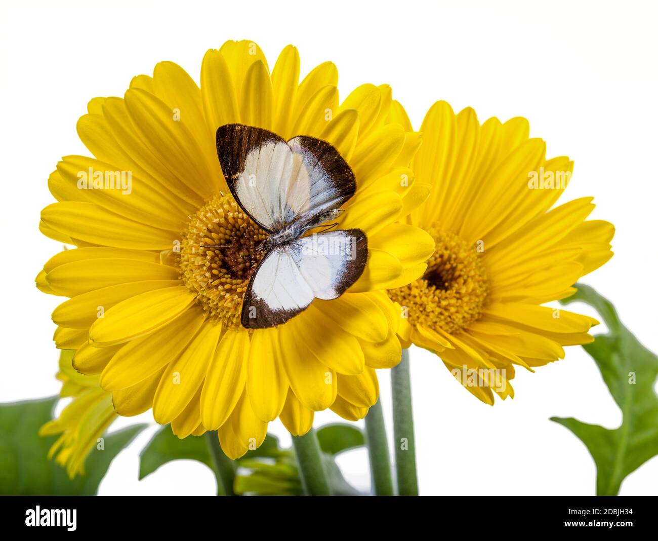 Butterfly  Delias isocharis  on a Yellow Daisy Stock Photo