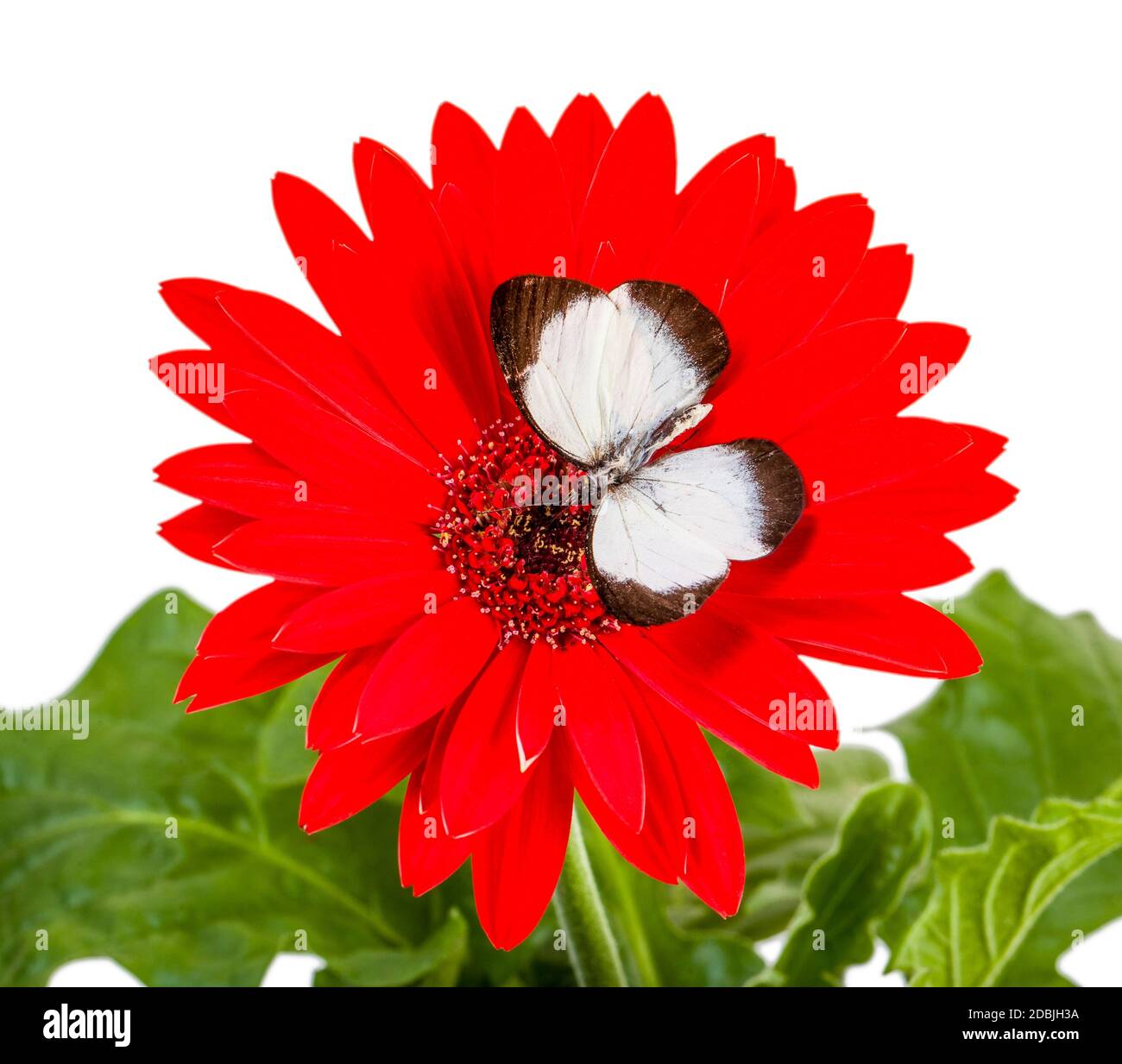 Butterfly  Delias isocharis  on a Red Daisy Stock Photo
