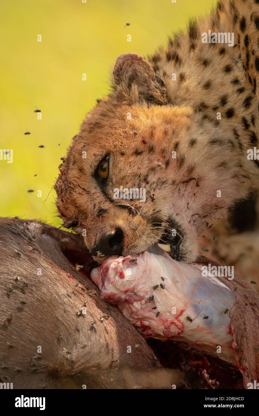 Close-up of cheetah gnawing carcase with flies Stock Photo