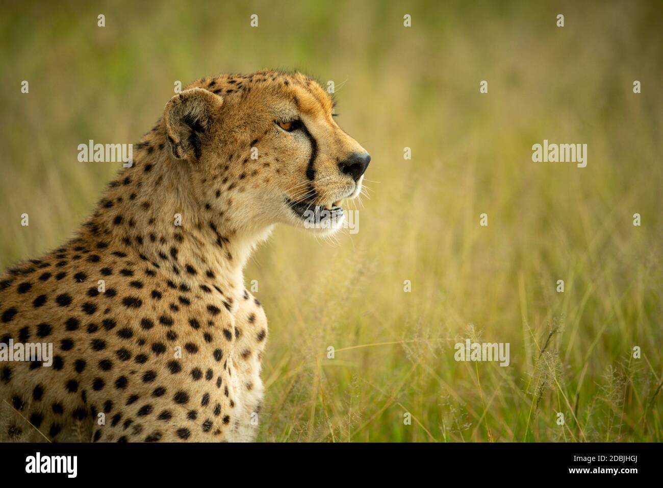 Close-up of cheetah sitting in grass staring Stock Photo