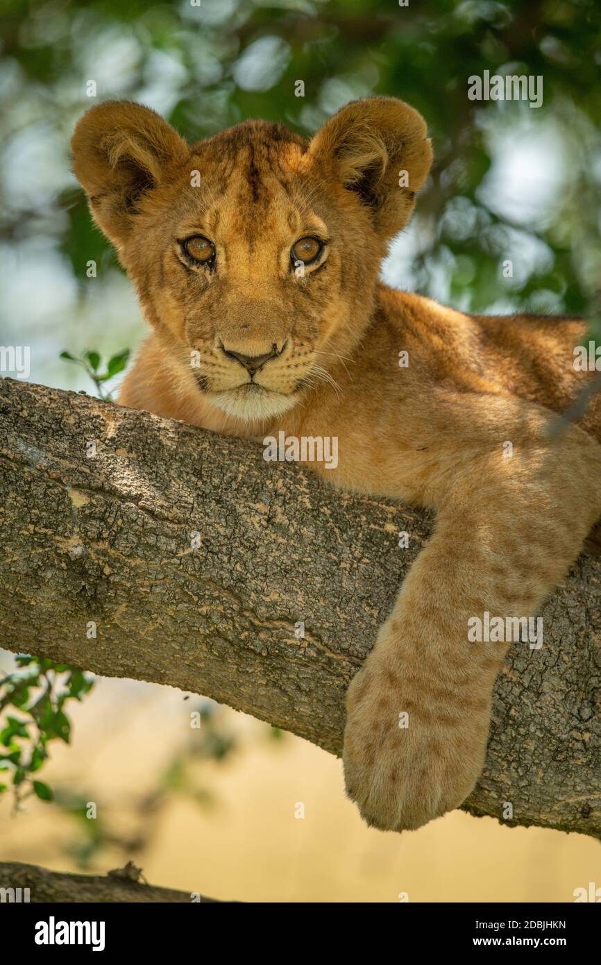 Cub on branch hi-res stock photography and images - Alamy